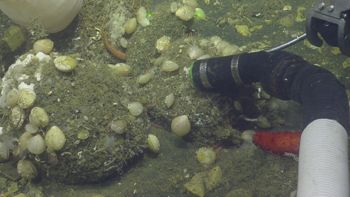 Media type: image;   Invertebrate Zoology 153153 Description: live specimen;